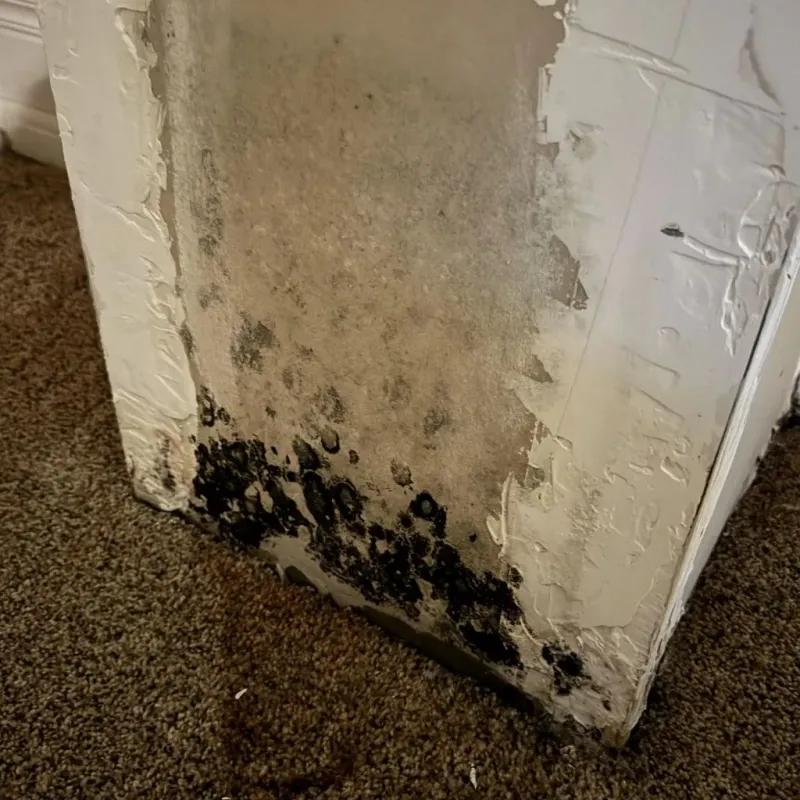 Professional Mold Removal in Kahoka, MO